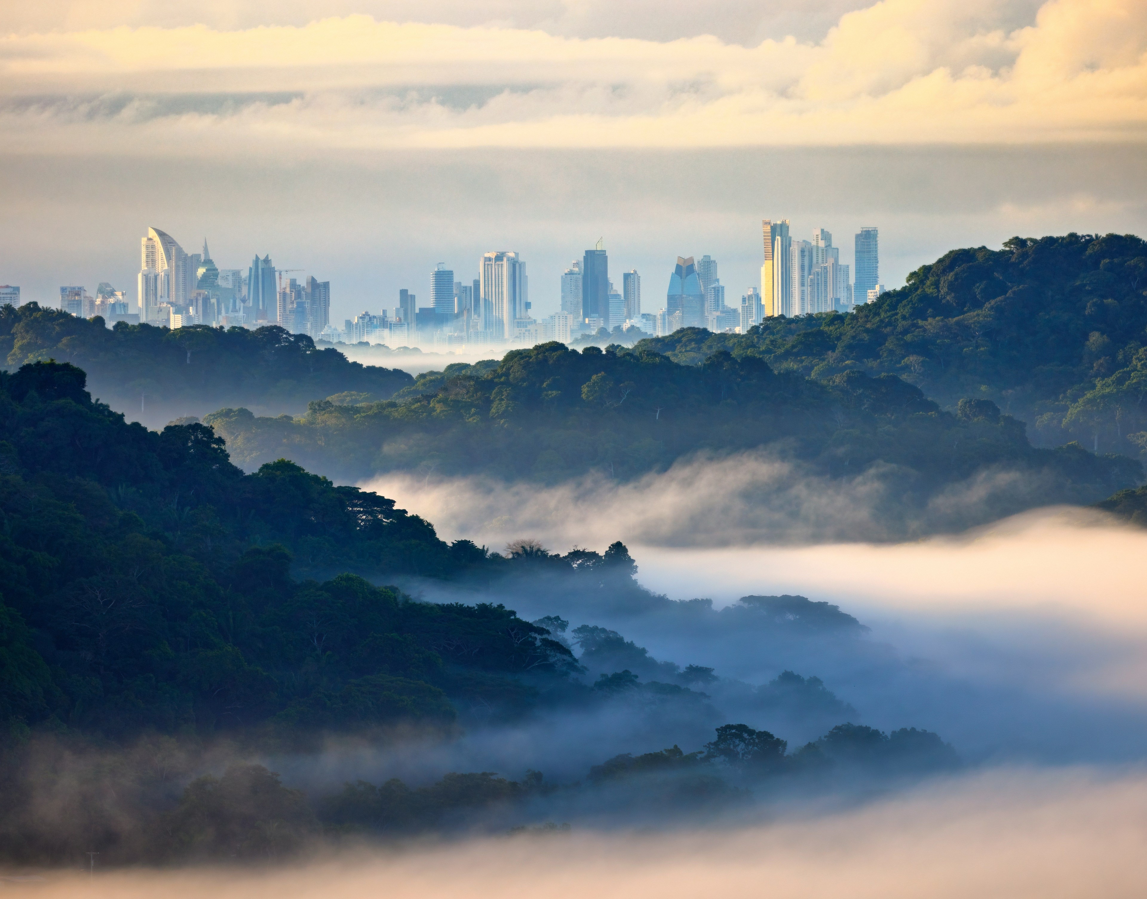 Panama city jungle